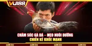Chăm sóc gà đá – Mẹo nuôi dưỡng chiến kê khỏe mạnh