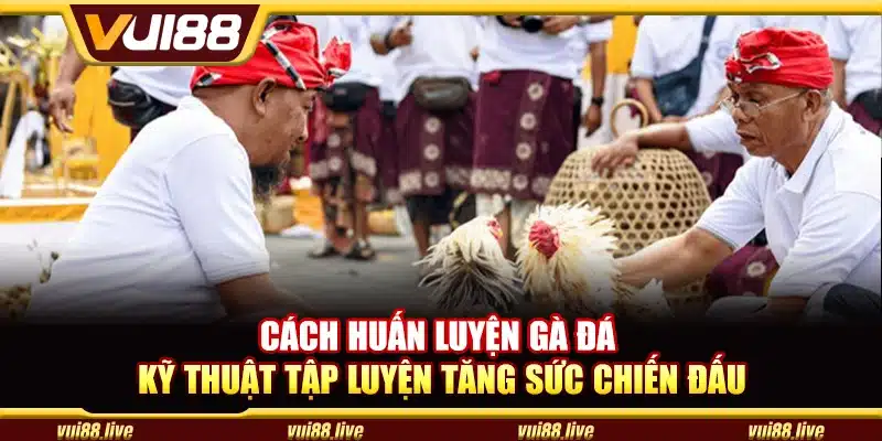 Cách huấn luyện gà đá – Kỹ thuật tập luyện tăng sức chiến đấu
