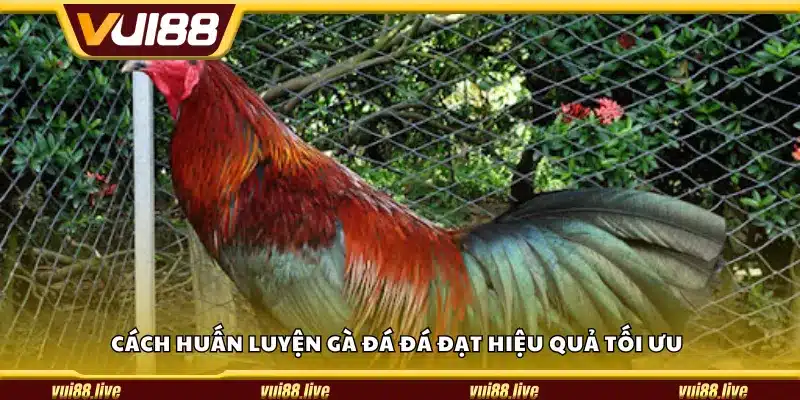 Cách huấn luyện gà đá đá đạt hiệu quả tối ưu