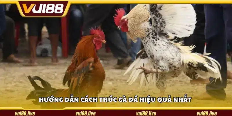 Hướng dẫn cách thúc gà đá hiệu quả nhất